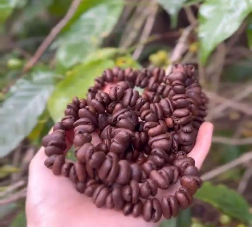 Produk Gelang Kopi Stylish